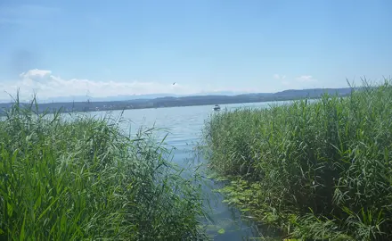 Bewertung der biologischen Qualität von Schweizer Seesedimenten milhilfe von Oligochaeten-Gemeinschaften