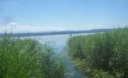 Bewertung der biologischen Qualität von Schweizer Seesedimenten milhilfe von Oligochaeten-Gemeinschaften